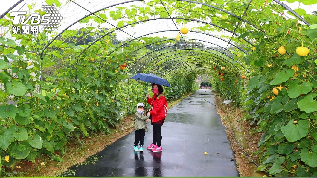 造橋鄉農會在牛奶故鄉架設200公尺長的南瓜隧道