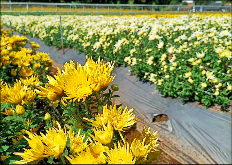 銅鑼杭菊生活節則於十九、廿日，在銅鑼鄉樟樹村四之七十號省道旁杭菊田登場