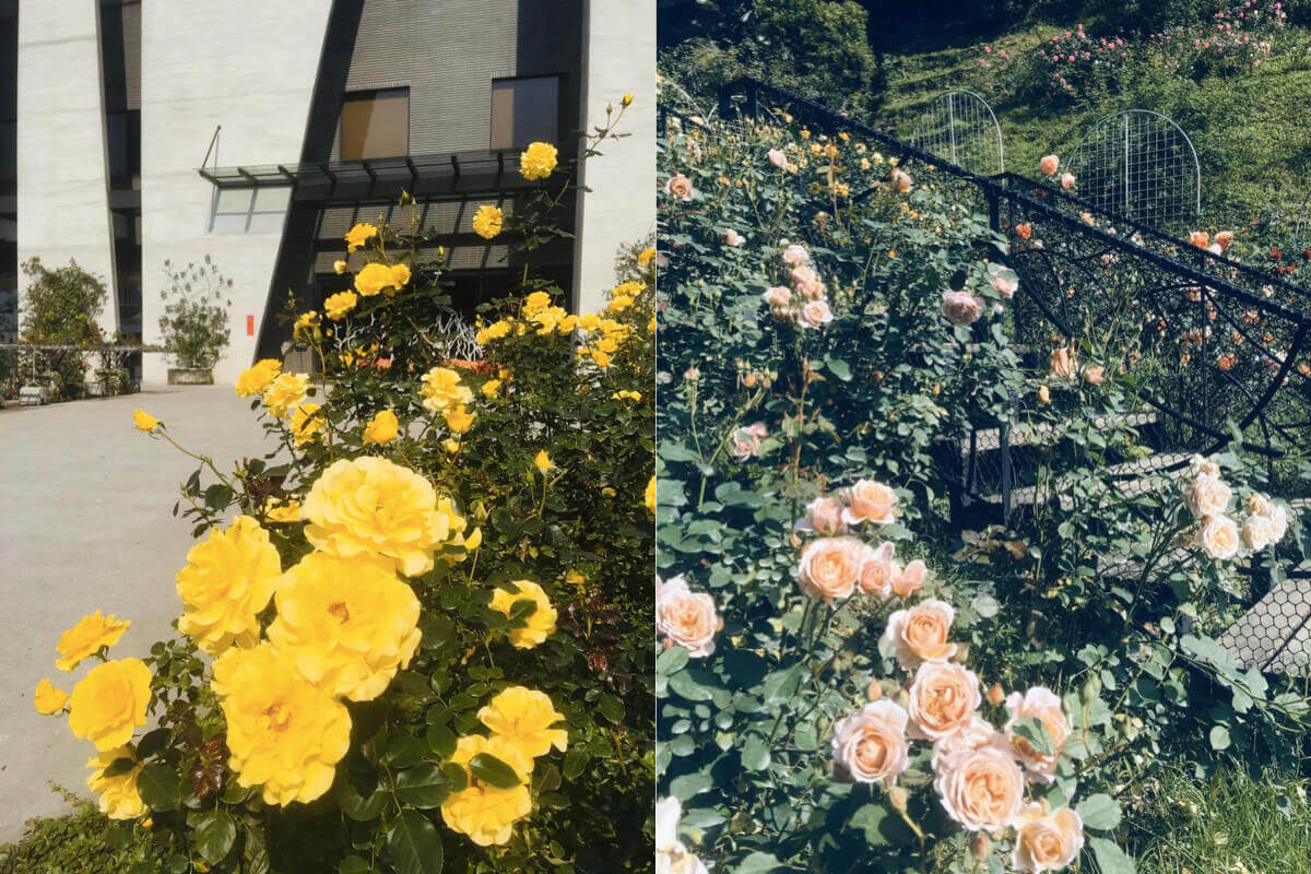 雅聞七里香玫瑰森林