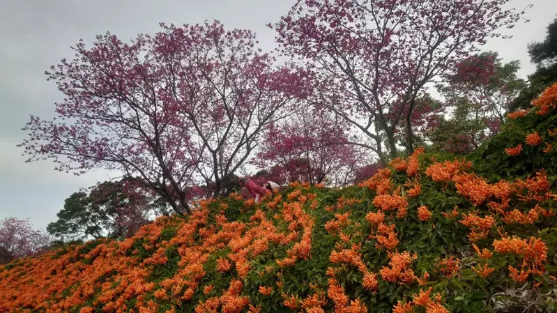 雙層花瀑剛好遇見第三層的櫻花大道盛開，打造難得一見的美景