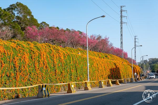 靠近馬路邊坡的第1層炮仗花牆時不時會有車輛呼嘯而過，旅客在賞花時要多加留意安全。