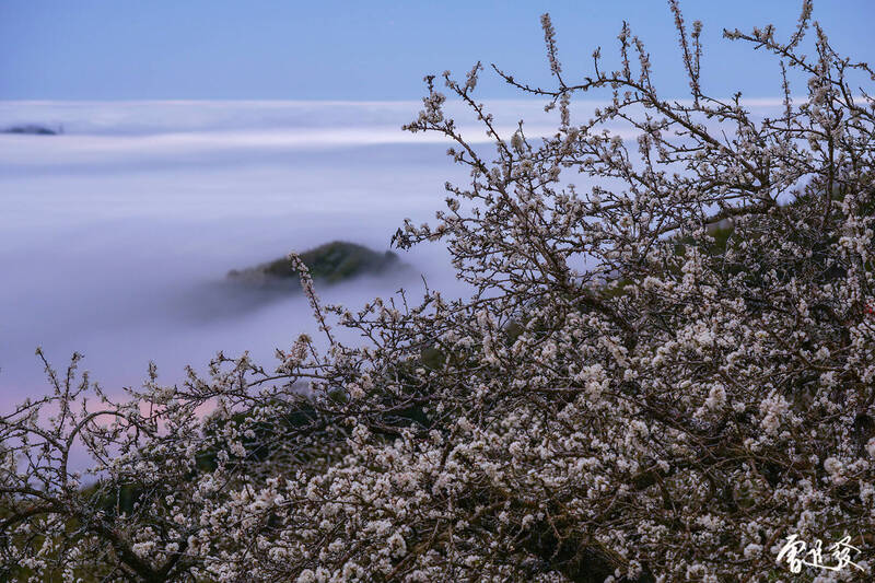 馬那邦山櫻花、李花盛開伴雲海，仙氣逼人。圖為李花雲海（圖由曾進發提供）