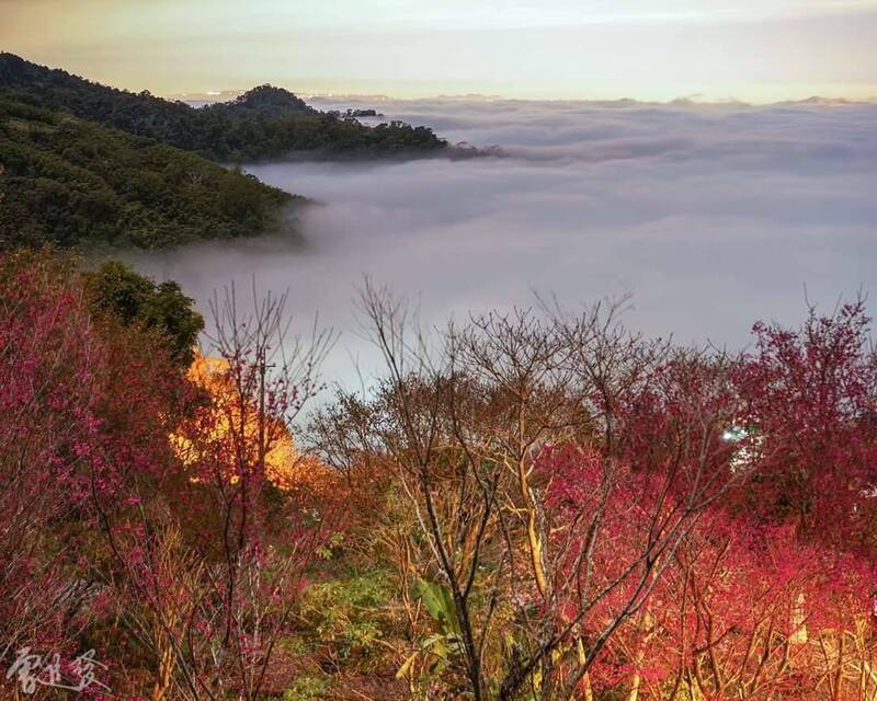 馬那邦山櫻花、李花盛開伴雲海，仙氣逼人。圖為櫻花雲海。（圖由曾進發提供）