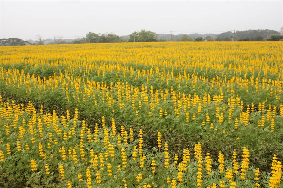 Bajia, a tea plantation in Miaoli City, has recently become famous for the Maoli black tea it grows, in addition to a sea of lupine flowers.