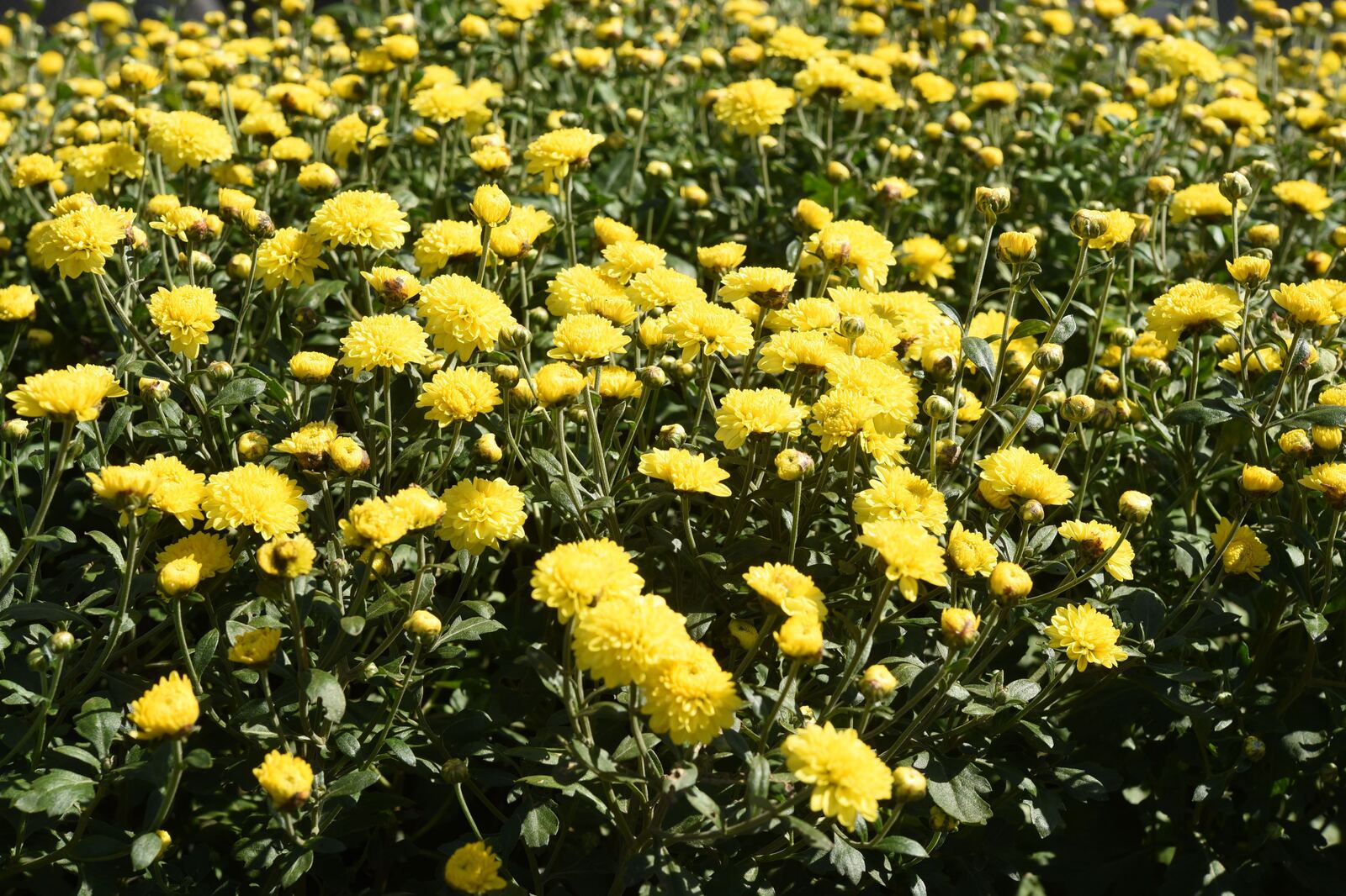 黃色親菊花海