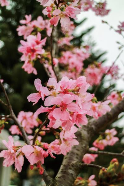 環保公園內種了十 來棵櫻花，也在同時間綻放