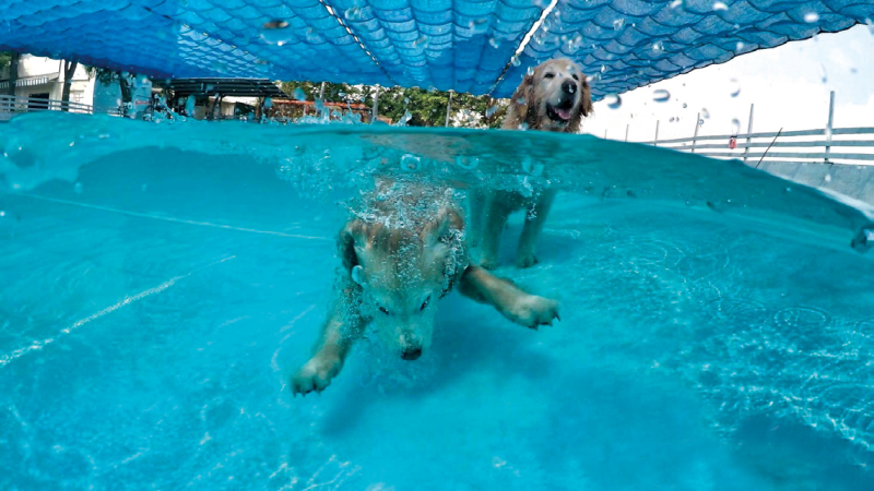 狗狗水世界 水質清澈潔淨的戲水池